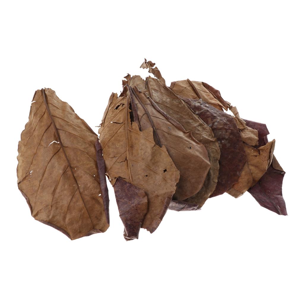 Aquarium Fish Betta - 어항용 인디언 아몬드 잎, 갈색, 모든