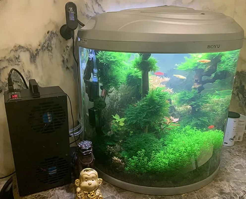 상온 조절 가능 반도체 냉장고 소형 냉각기 100L/1 - Aquarium Fish Small 리뷰 및 가격