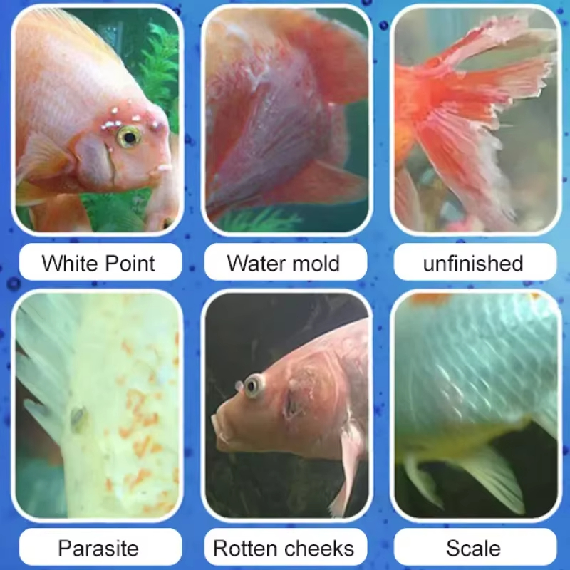 시케잔 어류 질병 치료 및 질소화 세균 |   담수/해 - Aquarium Fish Saltwater 리뷰 및 가격