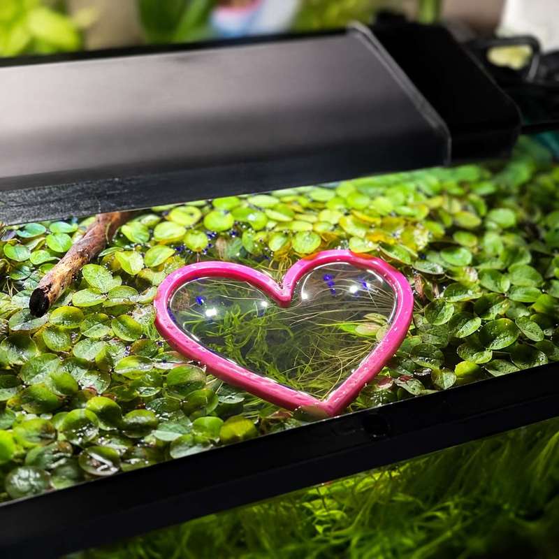 하트 모양의 물고기 먹이 공급 링 수족관 어항 물고기  - Aquarium Fish Feeder 리뷰 및 가격