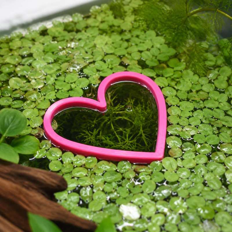 하트 모양의 물고기 먹이 공급 링 수족관 어항 물고기  - Aquarium Fish Feeder 리뷰 및 가격