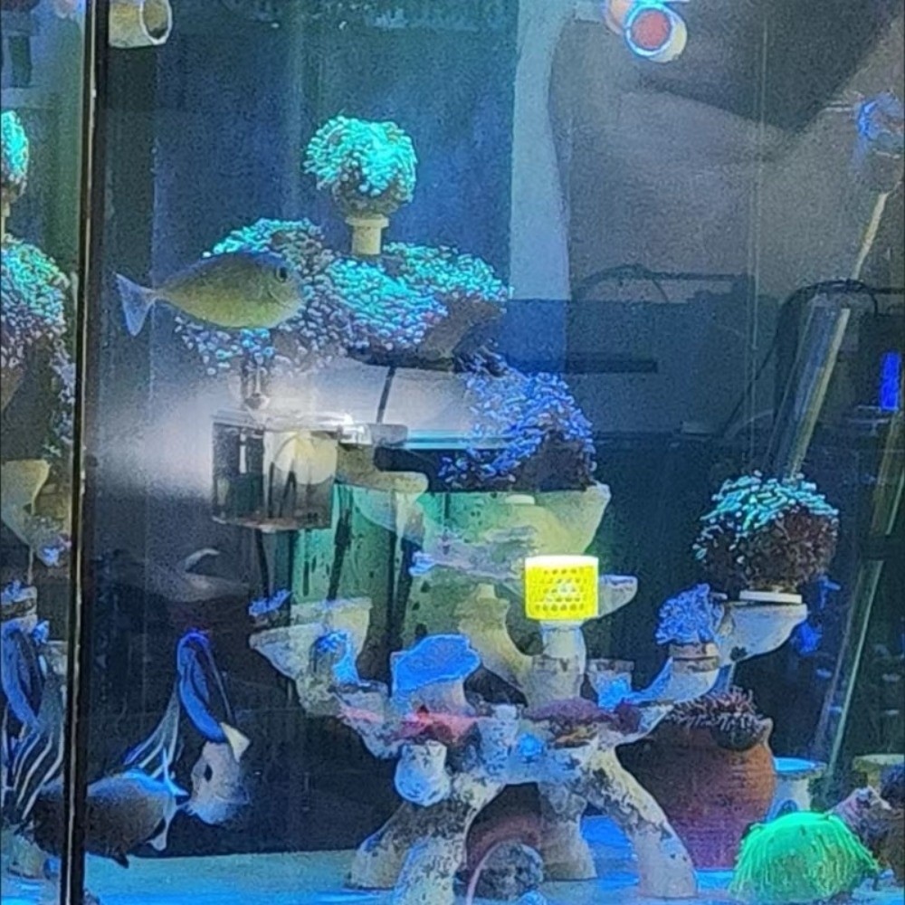 새로운 3D 프린팅 산호 복제 상자 수족관 장식용 산호 - Aquarium Fish Reproduction 리뷰 및 가격