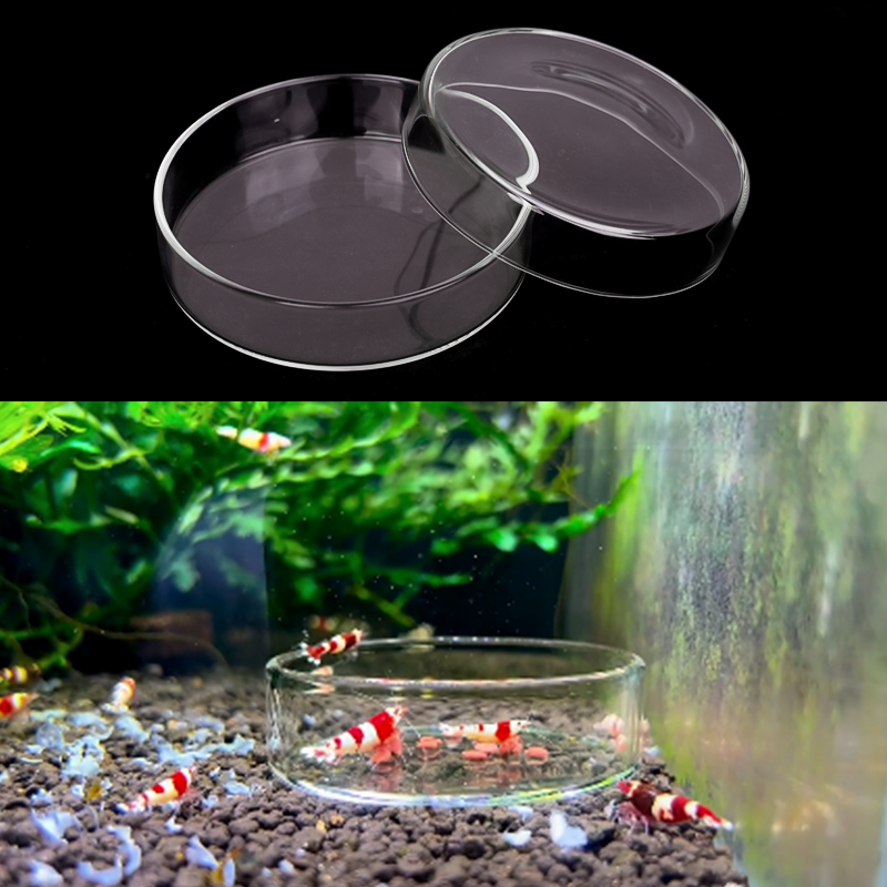 새우 먹이 접시 높은 투명 유리 먹이 접시 물고기 탱크 - Aquarium Fish Feeder 리뷰 및 가격