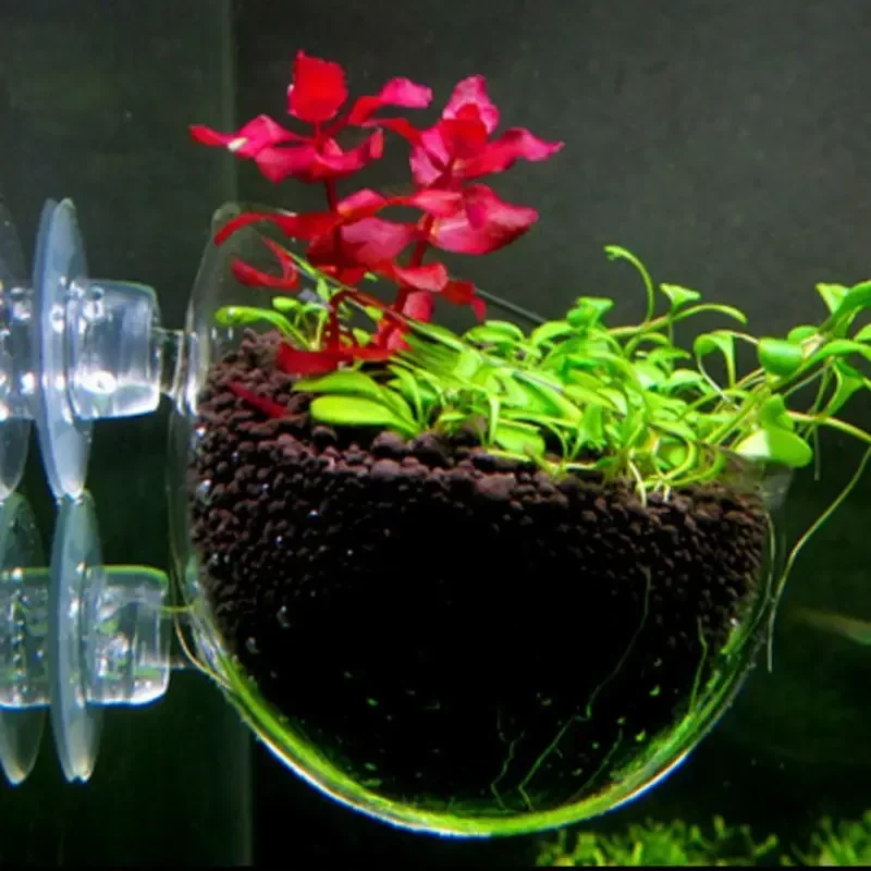 투명한 수생 식물 컵, 흡착식 받침대 포함, 유리 재질 - Aquarium Fish Feeder 리뷰 및 가격