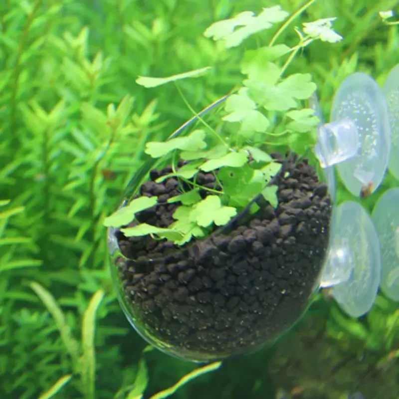 투명한 수생 식물 컵, 흡착식 받침대 포함, 유리 재질 - Aquarium Fish Feeder 리뷰 및 가격