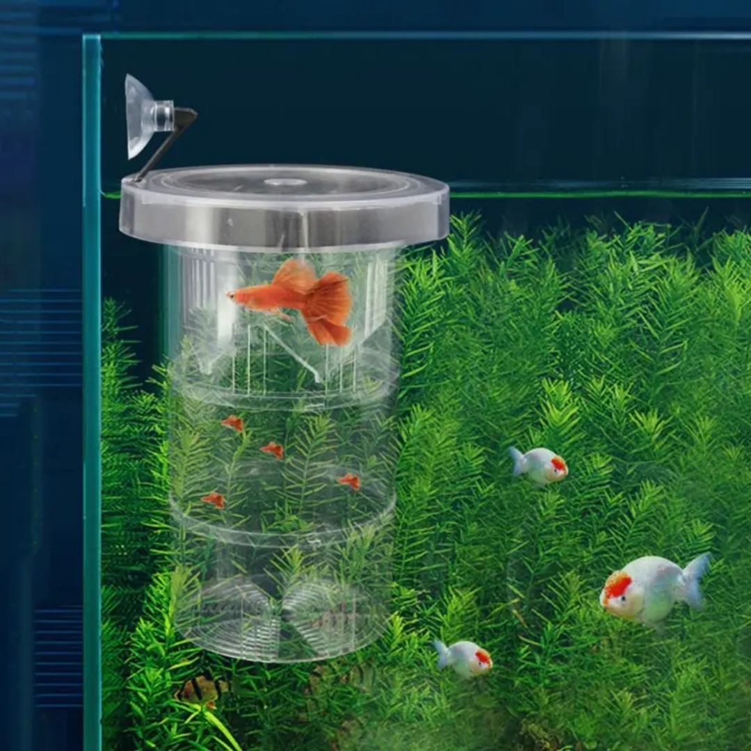 아크릴 플로팅 어류 번식 격리 상자 수족관 번식기 먹이 - Aquarium Fish Feeder 리뷰 및 가격